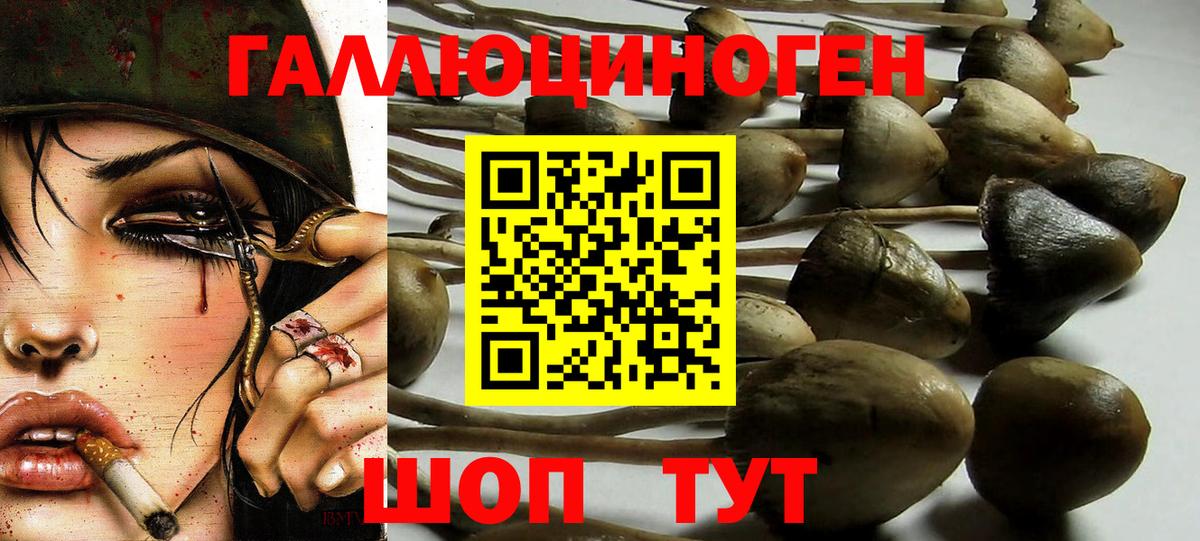 Прокопьевск  даркнет сайт  Вход с VPN  Псилоцибиновые грибы Psilocybine cubensis 